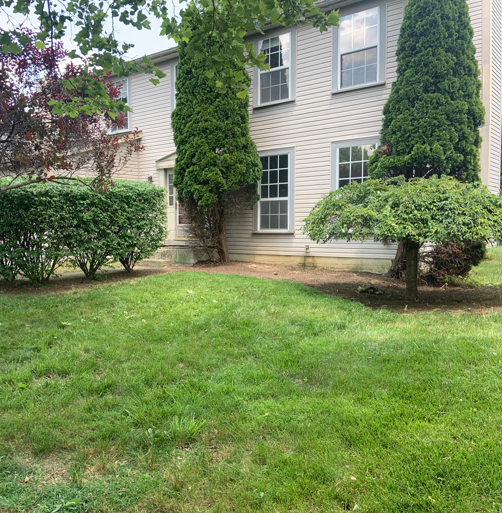 Neatly shaped shrubs and a manicured lawn maintained by OLS